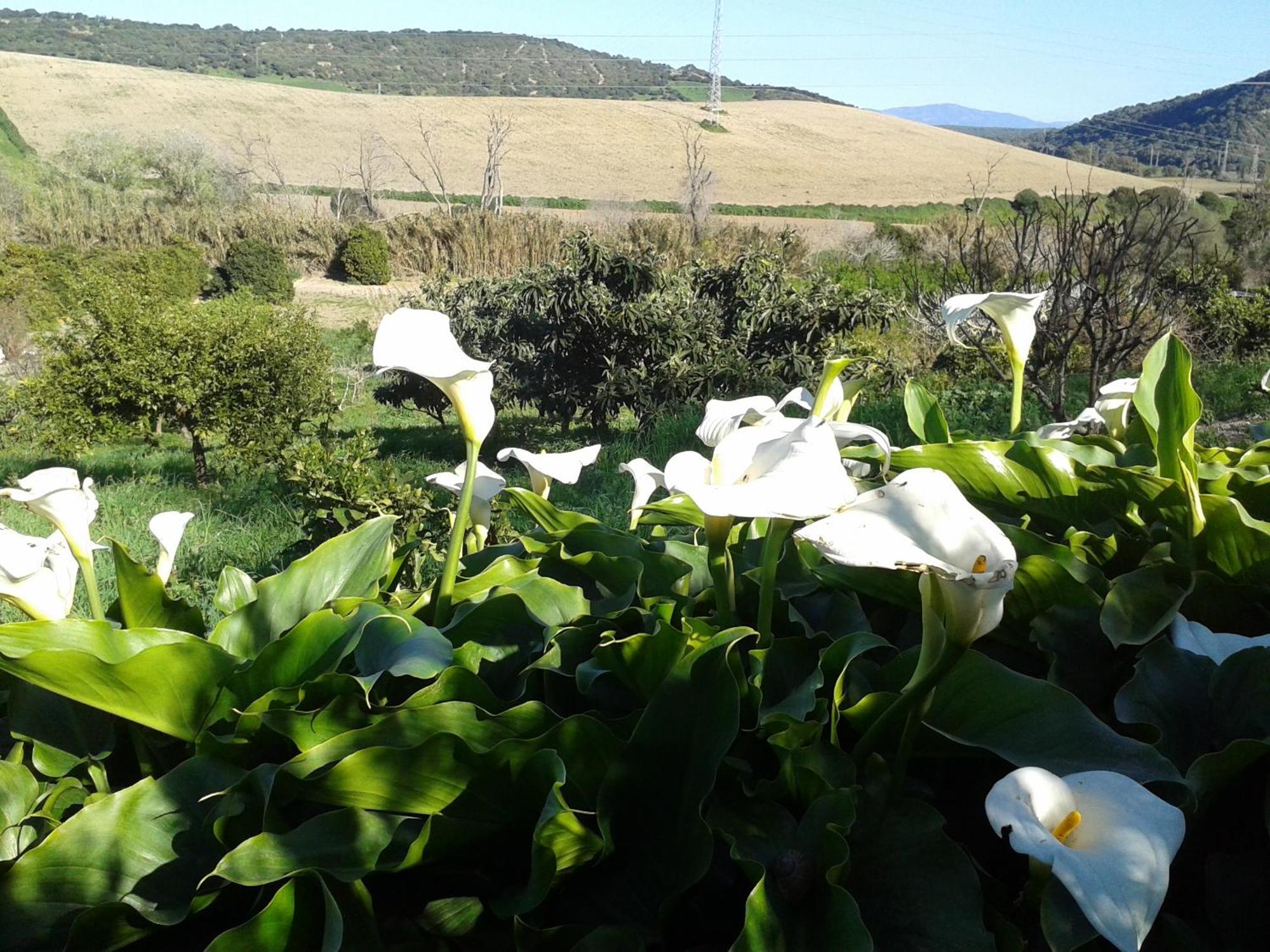Casa Rural El Cubillo Vejer de la Frontera Luaran gambar