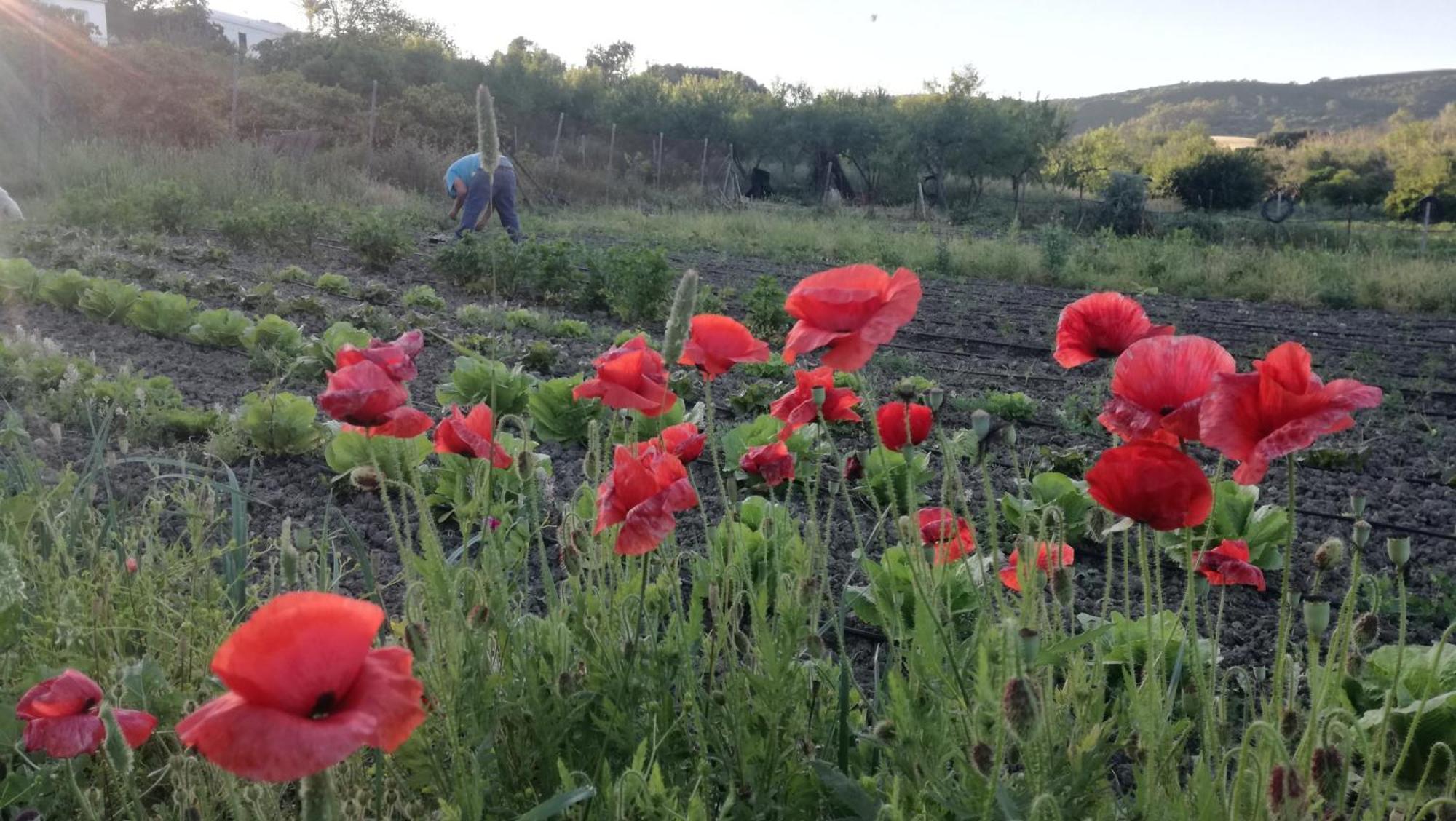 Casa Rural El Cubillo Vejer de la Frontera Luaran gambar